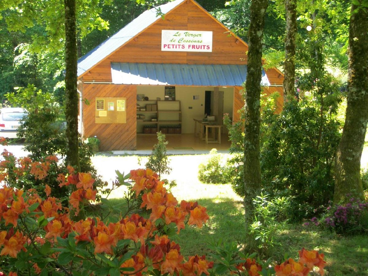 Les rhododendrons du magasin